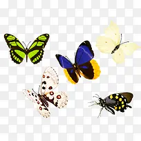 各种蝴蝶大集合图片