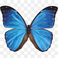 荧光蓝蝴蝶