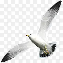 展翅飞翔的海鸥