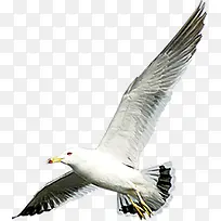 自由飞翔的海鸥展翅高飞