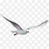 展翅高飞在天空翱翔的海鸥