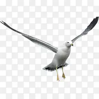 创意合成海边飞翔的海鸥展翅飞翔
