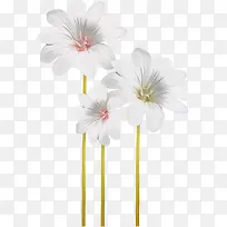 三朵白雏菊
