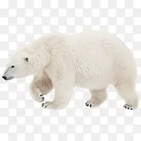 行走的白色北极熊