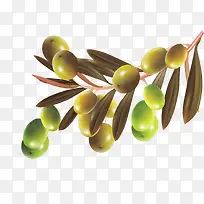成熟的橄榄