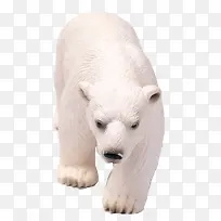 行走的北极熊