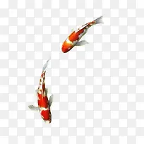 两只红白花纹鲤鱼