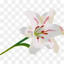 矢量手绘百合花