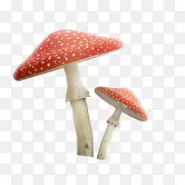 红色白点蘑菇实物