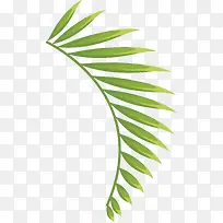 卡通棕榈叶植物图