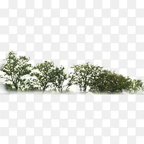 自然植被公园美景