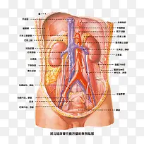 肾脏结构解剖图素材