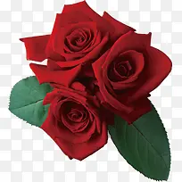 爱情的代表红色玫瑰花图片