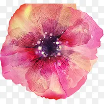 手绘花卉生日画报