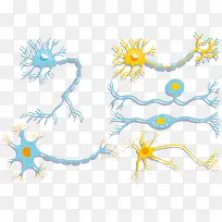 神经菌群细胞