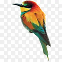 彩色的啄木鸟