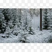 白色树林里的雪花