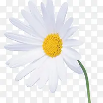 白色的小花