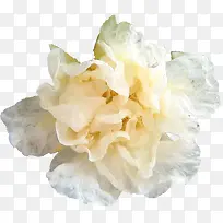 白色的小花