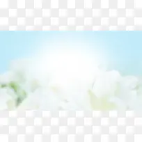 小清新风格的白色花朵