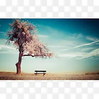 蓝天白云孤独的桃花树