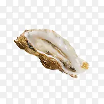 带壳牡蛎海蛎