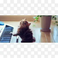 钢琴小猫摄影