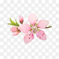 粉色的手绘桃花