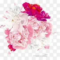 粉色白色绽放花朵