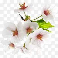 春天粉白色花朵装饰