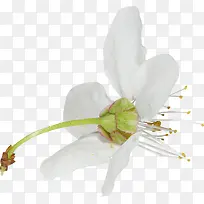 绽放白色花朵花径