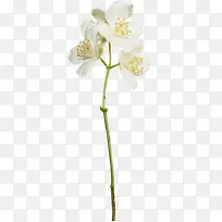 唯美绽放白色花朵