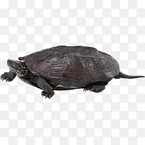 褐色背部的海龟