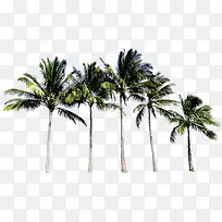 一排椰子树夏天