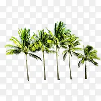 一排椰子树素材