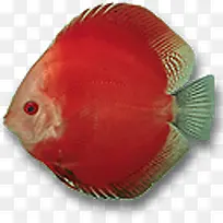 红色热带鱼元素