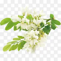 白色清新洋槐植物花朵