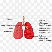 矢量肺部图