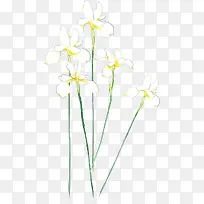 黄白色手绘春季花朵