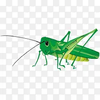 绿色螳螂
