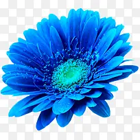 美丽的蓝色鲜花