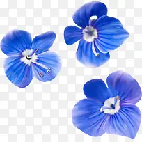 三朵蓝色的花