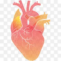 手绘人体器官心脏