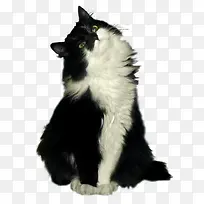 仰头的猫咪