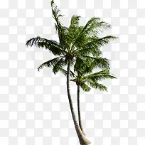 海边沙滩椰子树效果摄影