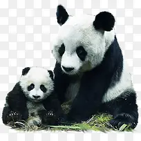高清可爱大熊猫动物