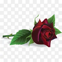 精美的情人节红玫瑰