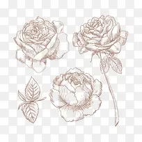 矢量手绘玫瑰花