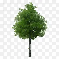 立面树生长茂盛的绿色树木