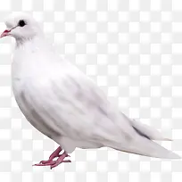 在沙滩上休息的白鸽